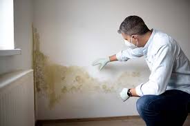 Reliable Allendale, SC Mold Removal Solutions